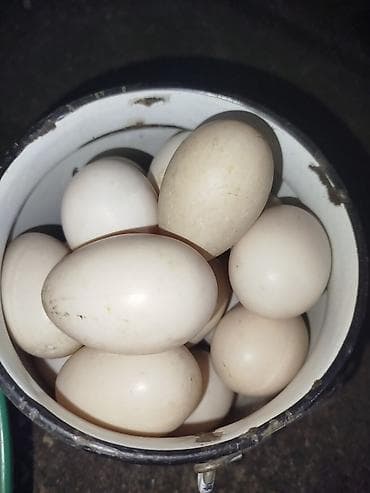 продажа утят: Мускусные утки (индоутки) и инкубационные яйца - Порода Яйцо — 4