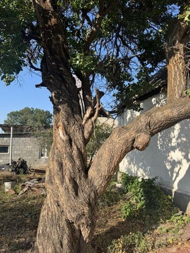 шабашные расценки на строительные работы рядом токмак: Дерево для распила/выкорчевки на участке. - Порода: по внешним — 4