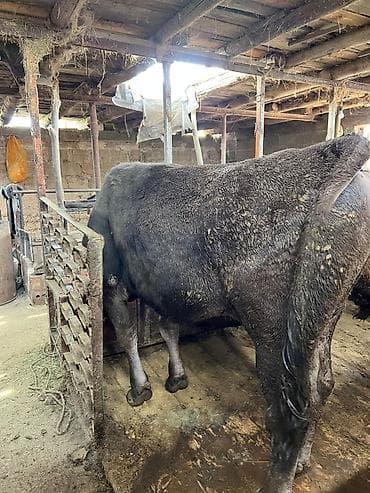 отель для собак: Продаю | Бык (самец) | Привязанные — 4