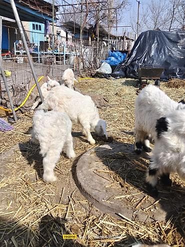 коозу кой: Продаю | Козлёнок | Для разведения — 3