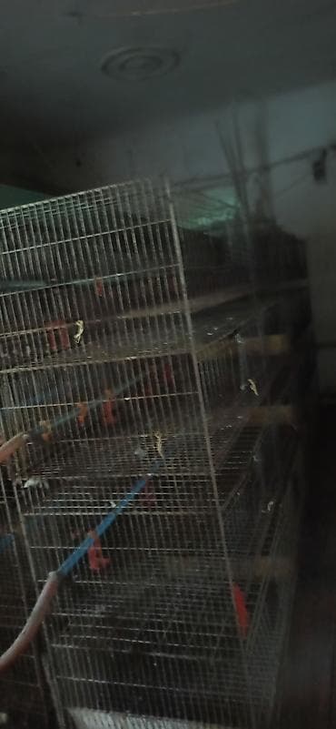 клетка для перепелок: Клеточные батареи для содержания птицы (кур-несушек/перепелов) — 8