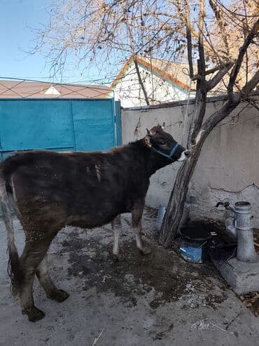 продажа кормов для сельскохозяйственных животных: Продаю | Корова (самка) | Швицкая, Симментальская | Для разведения, Для молока | Стельные — 13