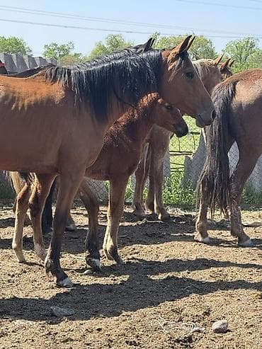 щенки мопсы: Продаю | Кобыла (самка) | Полукровка, Дончак, Английская | Для разведения, Для молока | Племенные — 7
