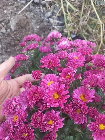 рассада цветка: Саженцы хризантем с пышной зеленой листвой, готовые к пересадке — 9