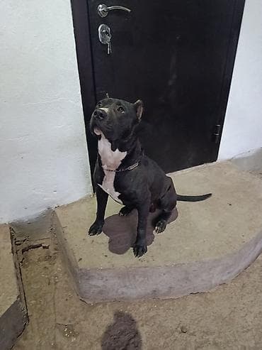 питбуль щенок черный: Вязка: Питбуль, Самец, 2 года, С прививкой, С родословной — 4