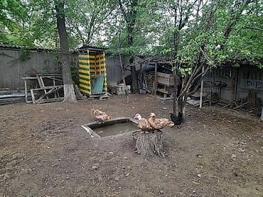 куры и утки: - Порода: мускусная (индоутка) — спокойные, неприхотливые, отлично — 4