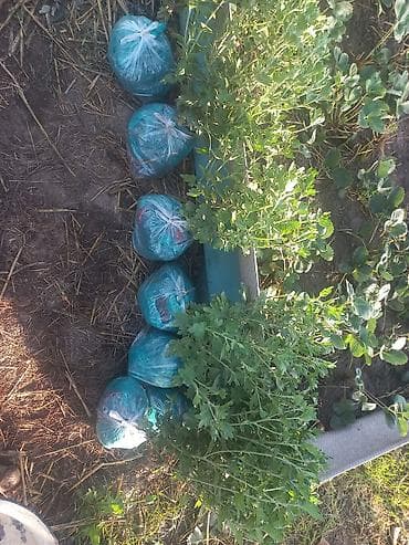 хризантема садовая: Саженцы хризантем с пышной зеленой листвой, готовые к пересадке — 1