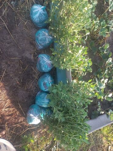 заправка газовых баллонов на дому бишкек: Рассада цветка: Хризантемы — 1