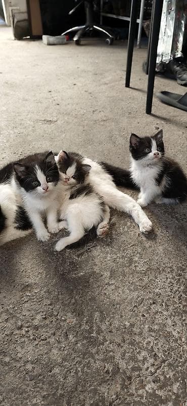 скорый: Котята. Осталось 3шт. Игривые, жизнерадостные. Носики грязноватые уже — 1