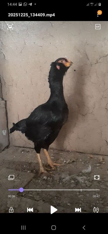 фиолетовый волнистый попугай купить: Дакан курочка бородачка большая примерна 4кг цеплять даёт хороших — 1