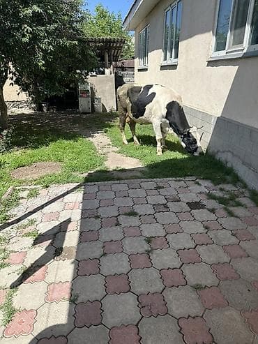 Продаю | Корова (самка) | Для молока