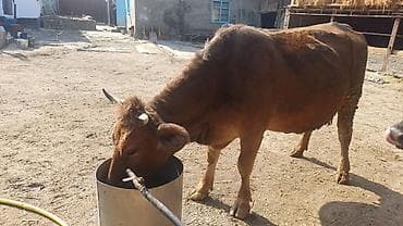 Коровы, быки: Продаю | Корова (самка) | Полукровка | Для молока — 2