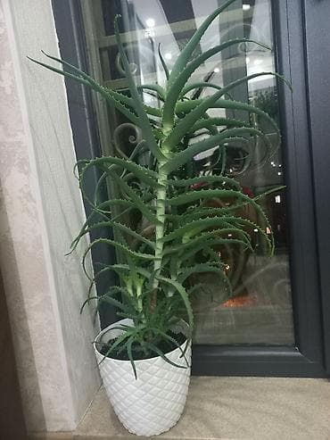 i pen: Алоэ (суккулент) в декоративном горшке - Крупное комнатное растение с — 3