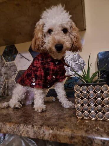 кавказская собака: Пудель, 7 месяцев, Самец — 2