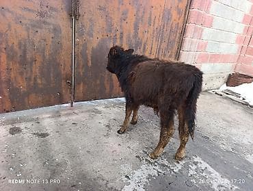 Продаю | Музоо, торпок | Полукровка | На откорм | Искусственник at lalafo.kg Продаю | Музоо, торпок | Полукровка | На откорм | Искусственник