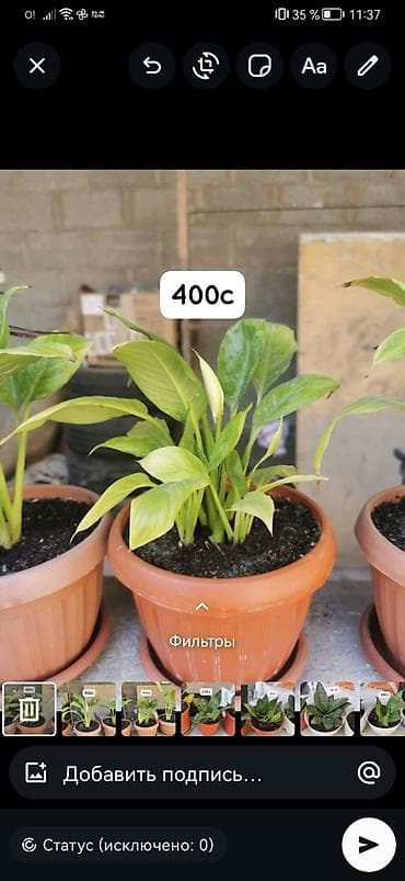 растения для офиса: Комнатные и уличные растения в горшках. гулдор сатылат Баасы келишим — 8