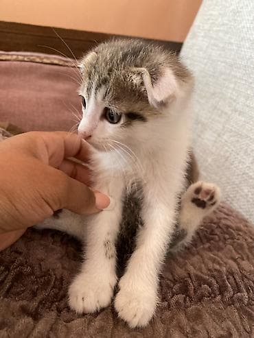 собака немецкий овчарка: Кошка даром: Беспородная, Мальчик, Приучена к лотку — 5