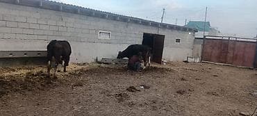 шашлык заказ: Ферма КРС, 6 соток, Холодная вода — 2