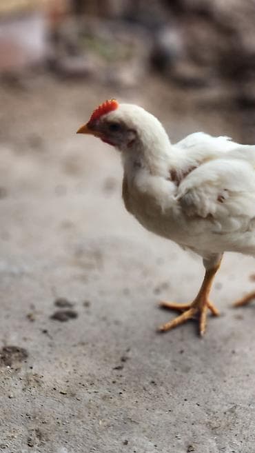 продаю хомяка: Продаю | Цыплята | Хай-Лайн Соня Грей | Несушки — 5