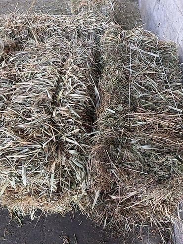 кой багам: Сено в тюках Клевер с небольшим количеством камыша Большие и плотные — 2