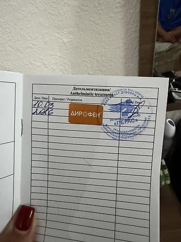 щенок хаски цена: Скотиш Страйт (Шотландская прямоухая), 5 месяцев, Мальчик, Лиловый, Приучена к лотку, Проглистована, С прививками — 6
