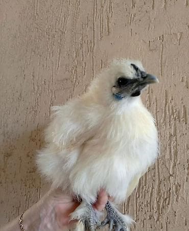 купить лысого кота: Продаю Китайских шелковых кур молодые 8-10 месяцев, спокойные — 4