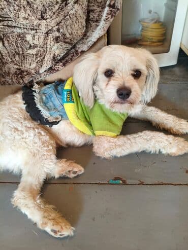 продажа щенков мопса: Отдаю бесплатно. стерилизацию и кастрацию гарантирую бесплатно. не — 19