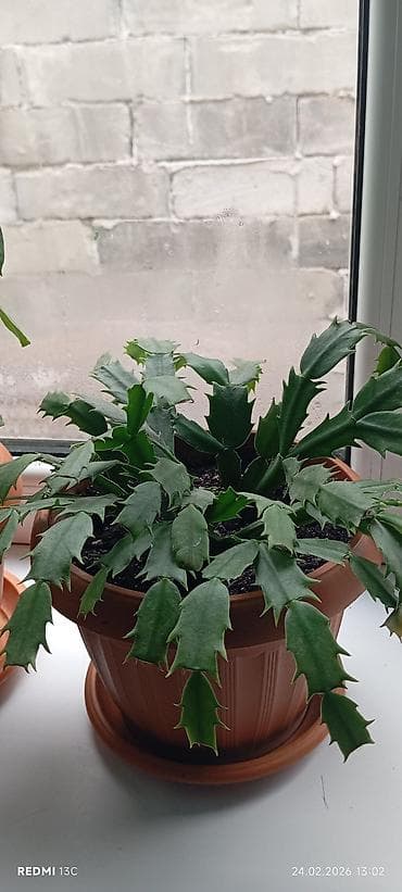 Эпифиллум (декабрист, шлюмбергера) в горшке. - Компактный куст с