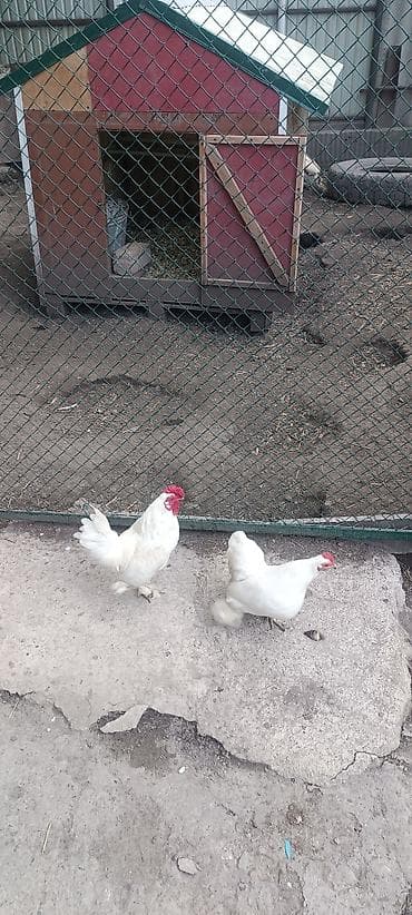 беде тук чоп: Продаю карликовых пара
чисто белые. Цена 3000 сом — 2