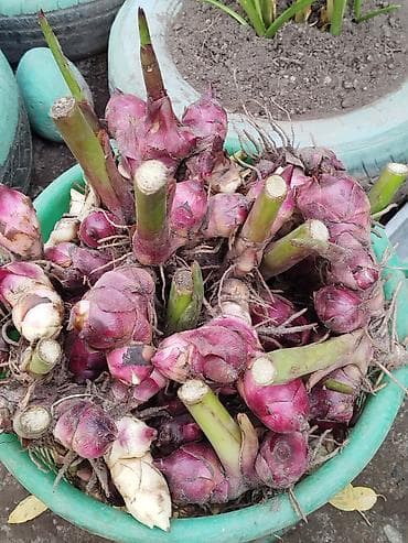 цветная пленка: Удобрение — 1