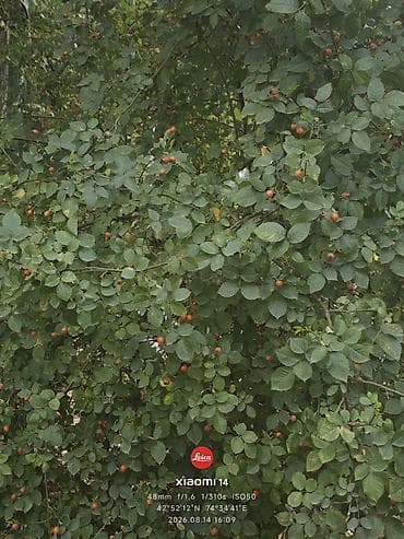 iphone 8s: Xiaomi, 14, Б/у, 256 ГБ, цвет - Белый, 2 SIM — 6