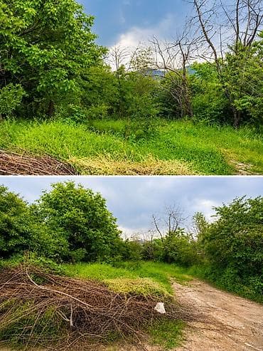 5 соток, Кызыл китеп