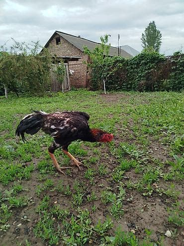 голуби такла: Продаю | Петух | Дакан | Для разведения — 4