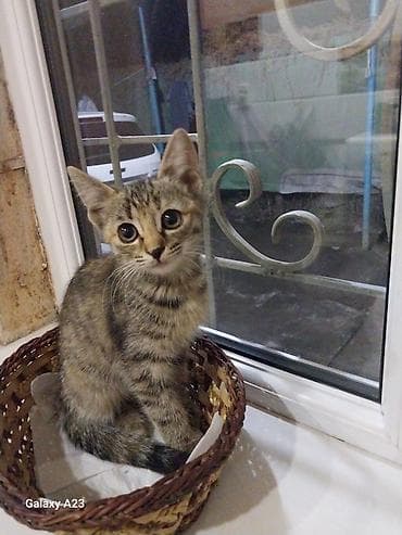 Отдам даром кошку: Котёнок тигрового окраса девочка. Белый с серым мальчик, отдам в — 4