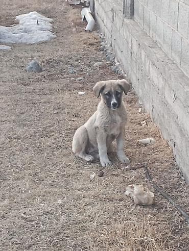 британская длинношерстная кошка: Продаю азиатов мальчик девочка цена за двоих 6000 т. с - Возраст — 3