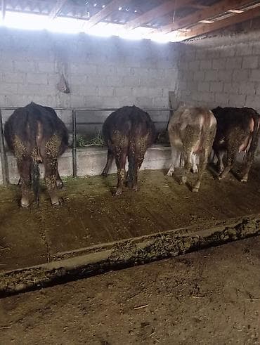 ангус парода: Продаю | Корова (самка) | Алатауская | Для молока | Стельные — 8