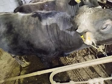 трава для животных: Продаю | Бык (самец) | На забой — 1