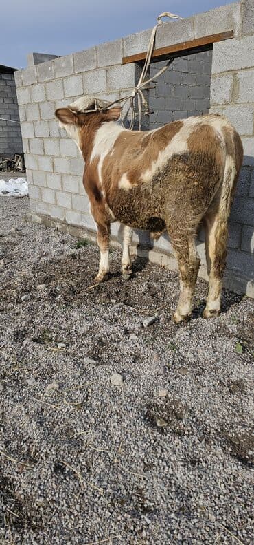 сколько стоит кошка в бишкеке: Продаю | Корова (самка), Бык (самец), Тёлка | Монбельярд | Для разведения, Для молока | Осеменитель — 4