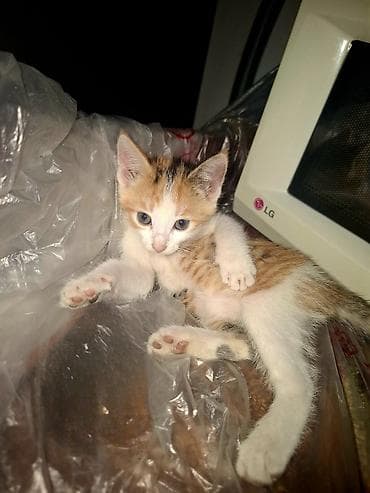 кошка мышык: Ищем новый любчщий дом для котят.Котята, домашние, игривые.кушают все — 4