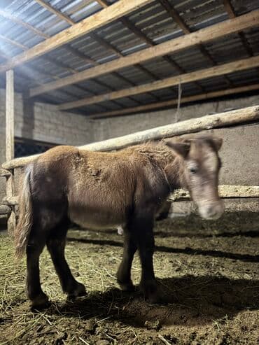 домашние птицы: Продаю | Жеребенок | Для разведения — 5