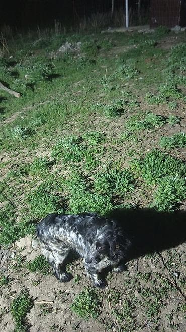 уй сатып алам бишкек: Продаётся,русский охотничьий спаниель,1год сука,черно-белым — 3
