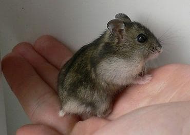 где можно купить хорька: Продам джунгарика(вместе с клеткой — 2
