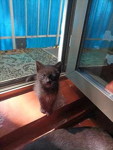black cat: Кошка даром: Беспородная, 1 месяц, Девочка, Приучена к лотку — 3