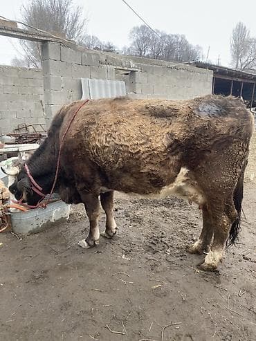 Аквариумдар: Сатам | Уй (ургаачы) | Аргын | Сүт алуу үчүн | Байланган — 1