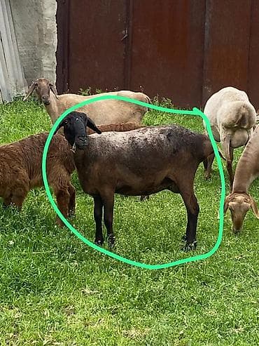 мел для крс: Продаю | Овца (самка) | Для разведения | Матка — 5