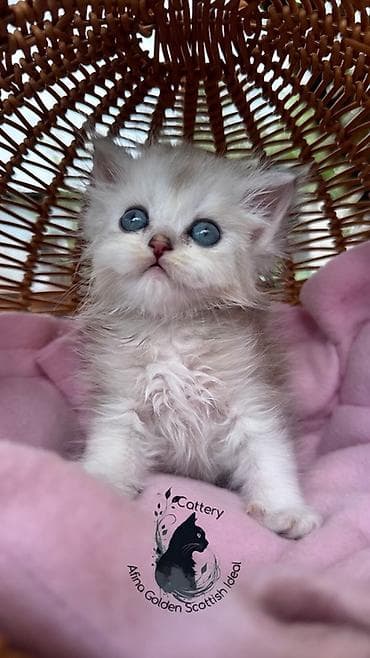кошка черная: Британская короткошёрстная, 1 месяц, Мальчик, Серебристая шиншилла, Приучена к лотку — 5