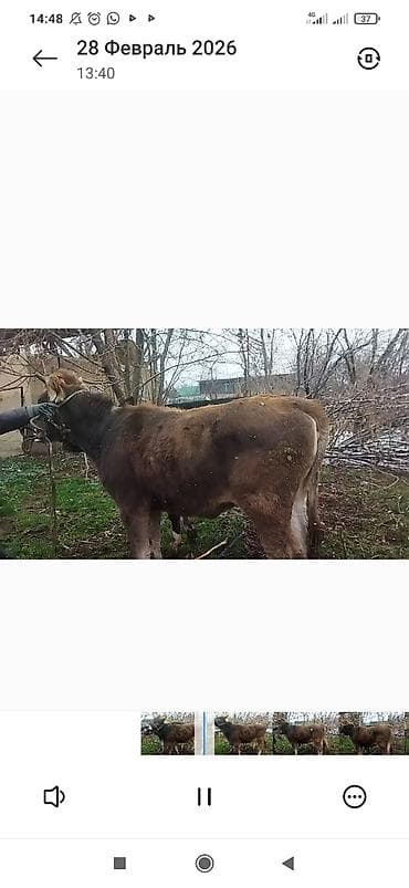 Животные: Продаю | Бык (самец) | На откорм | Привязанные — 5