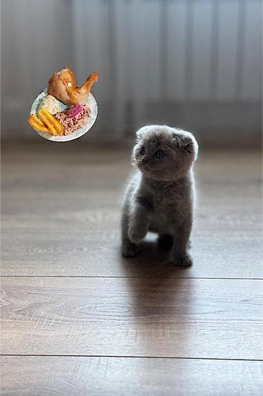 Вязка кошек: Скотиш Фолд (Шотландская вислоухая), 2 месяца, Девочка, Голубой, Приучена к лотку, Проглистована — 1