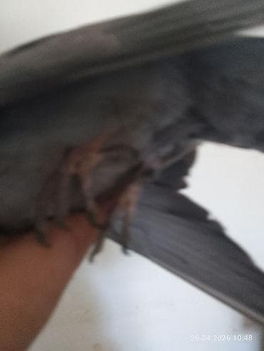 золотой ворон: Почтовый голубь (темно-серый окрас) - Порода: домашний голубь — 2