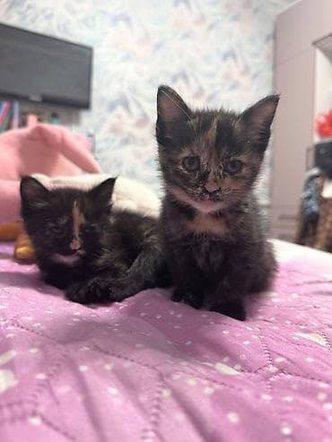 scottish fold: Беспородная, 1 месяц, Девочка, Черепаховый, Приучена к лотку — 2